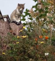 Katze vermisst Sachsen - Drebach Vorschau