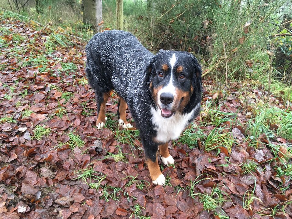 Berner Sennen Hund, Wurfgeschwister gesucht, !!! KEIN VERKAUF !!! in Mechernich