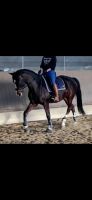 Reitunterricht Reitsport-g-Hildenbrand Baden-Württemberg - Eppingen Vorschau