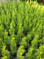 Sonderpreis Thuja Smaragd Lebensbaum 60-80 cm Hecke Thujen Thujas Baden-Württemberg - Obersulm Vorschau