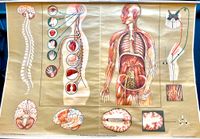 XXL Biologische Wandtafel / Vintage Poster "Nervensystem" Schleswig-Holstein - Henstedt-Ulzburg Vorschau