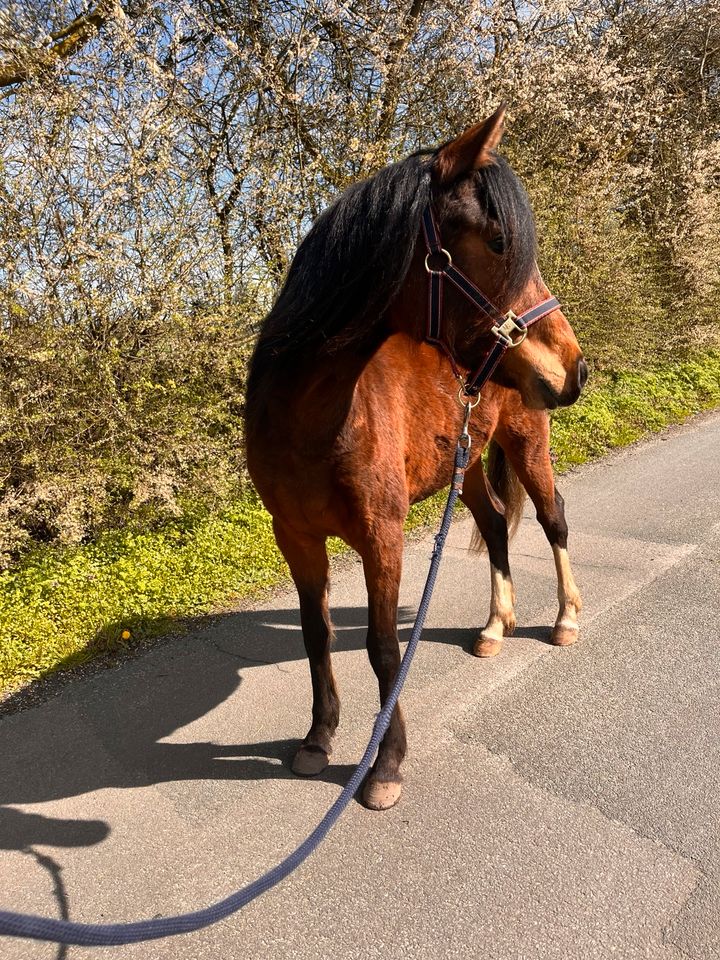 Deutsches Reitpony Stute in Rieste