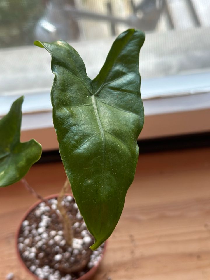 Alocasia Tigrina Variegata Jungpflanze in Stuttgart