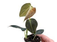 Philodendron Melanochrysum Jungpflanze Babyplant Hannover - Vahrenwald-List Vorschau