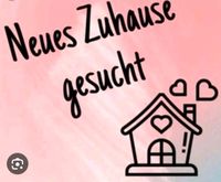 Wohnung / Haus - Haushälfte zur Miete Hansestadt Demmin - Stavenhagen Vorschau