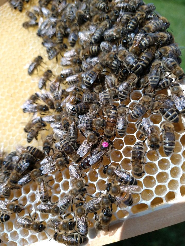 Bienen, Ableger, Bienenvolk, Jungkönigin, in München