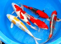 Butterfly Koi`s - Jetzt im Angebot // Fischfarm Eske Schleswig-Holstein - Flensburg Vorschau