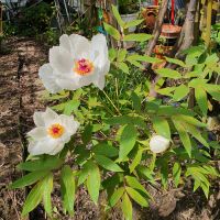 Blumen Garten Nordrhein-Westfalen - Bad Oeynhausen Vorschau