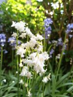 Spanisches Hasenglöckchen/Hyacinthoides hispanica weiß, lila&rosa Nordrhein-Westfalen - Hagen Vorschau