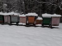 Bienenvölker Bienenableger Bienen Imkereibedarf Bonn - Dransdorf Vorschau