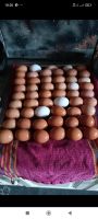 Frische Eier zu verkaufen Niedersachsen - Großefehn Vorschau