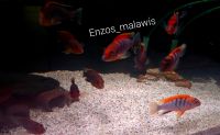 Malawi Barsche Fische Labidochromis Hongi Red Top Hessen - Dreieich Vorschau