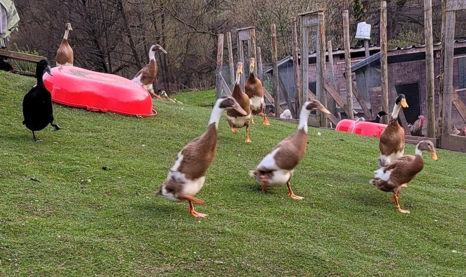 Bruteier Indische Laufenten, Enten, Bruteier in Olsberg