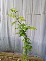 Hibiskus ca. 140 cm Terasse Balkon Garten Dortmund - Schüren Vorschau