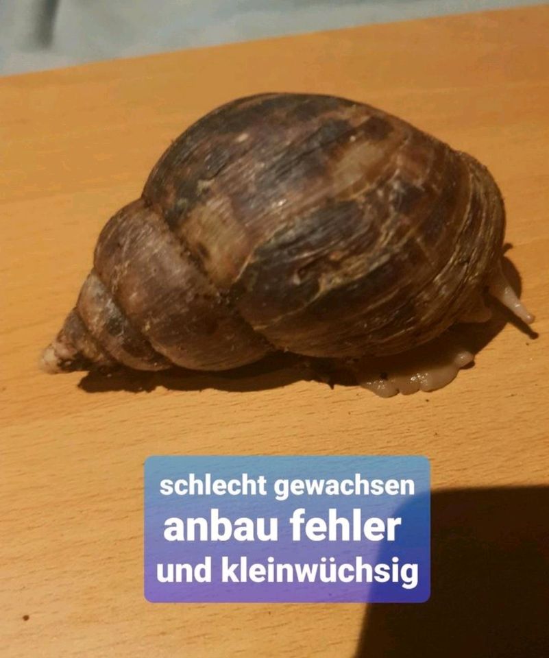 Schnecken Aufnahme achatschnecken usw in Gotha