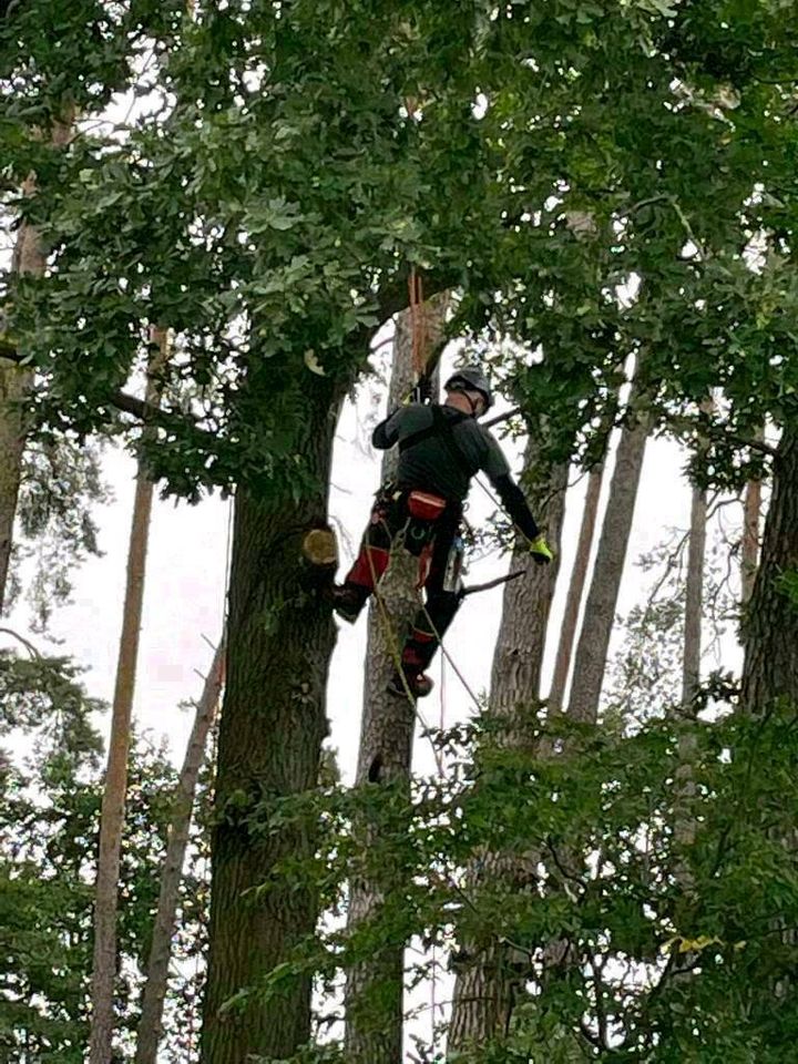 Baumfällung Baumpflege Seilklettertechnik (SKT) in Wusterwitz