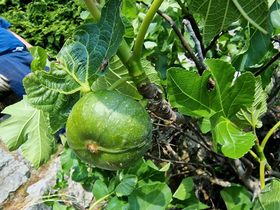 Feigenbaum in Limbach