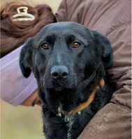 Elektra Labrador Mix Hündin Bayern - Burgsinn Vorschau