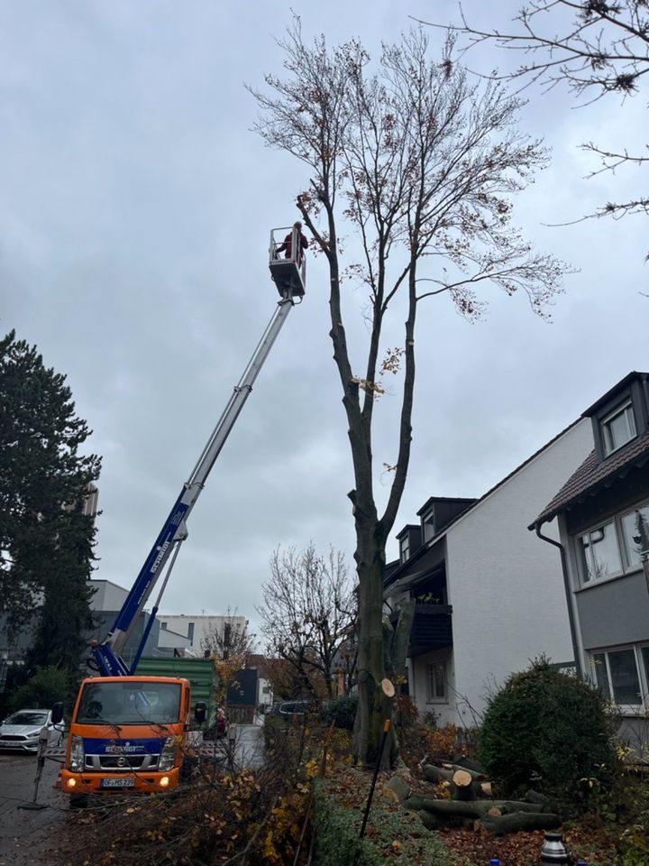 Baumfällung, Rodung in Besigheim