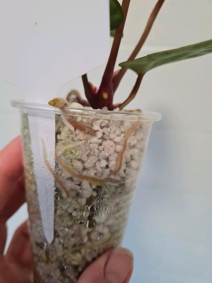 Anthurium Hybrid Zimmerpflanze in Beckingen