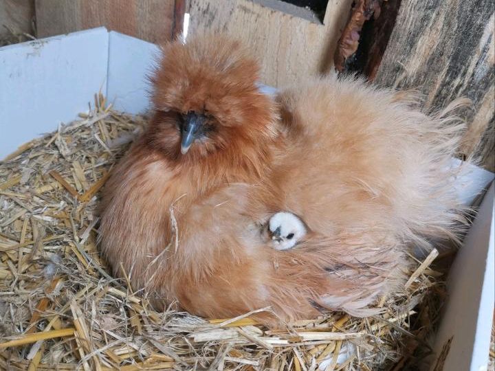 BE Zwergseidenhühner/ Zwerg Seidenhuhn in Märkisch Luch