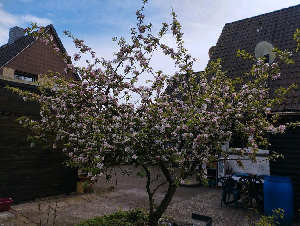 Apfelbaum zu verkaufen in Elmshorn