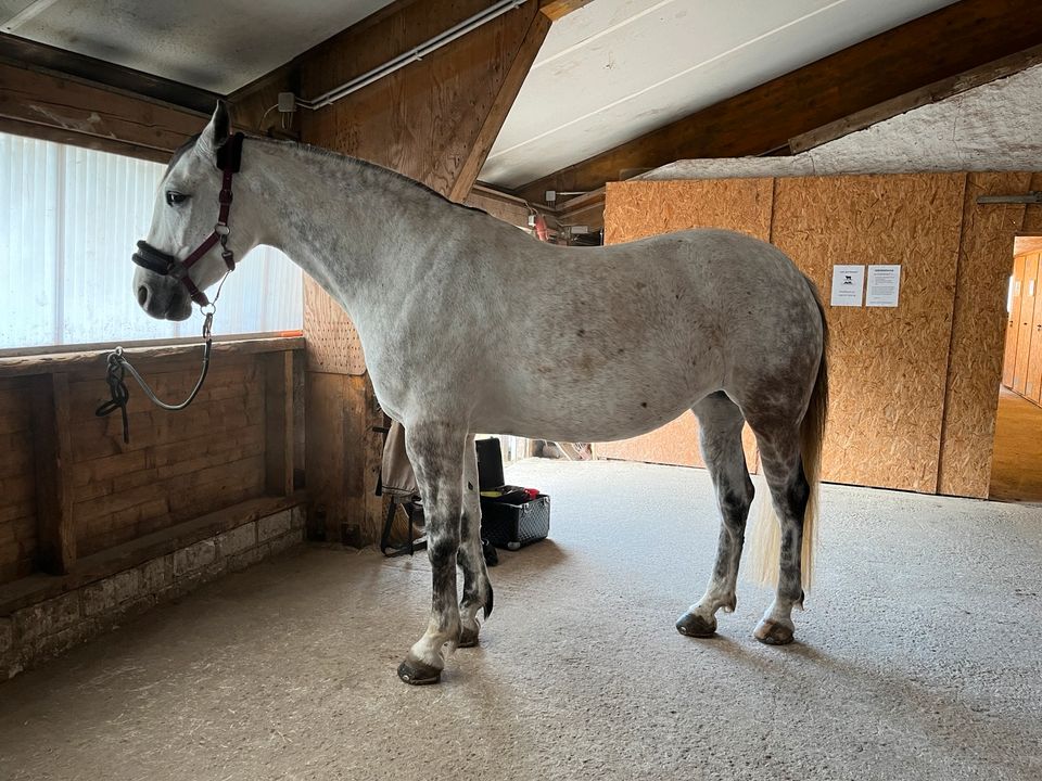 Schöne Schimmelstute mit tollem Charakter in Hürtgenwald