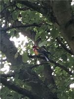 Vogel (Papagei oder so) gefunden Niedersachsen - Wolfenbüttel Vorschau