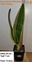 Sansevieria trifasciata 'Pearl Young' Dortmund - Wickede Vorschau