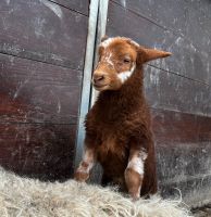 Reinrassige und zahme Houtlandschaf Lämmer ab August abzugeben Schleswig-Holstein - Itzehoe Vorschau