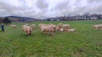 15 Charolais Kühe mit Kalb bei Fuß Nordrhein-Westfalen - Bad Berleburg Vorschau
