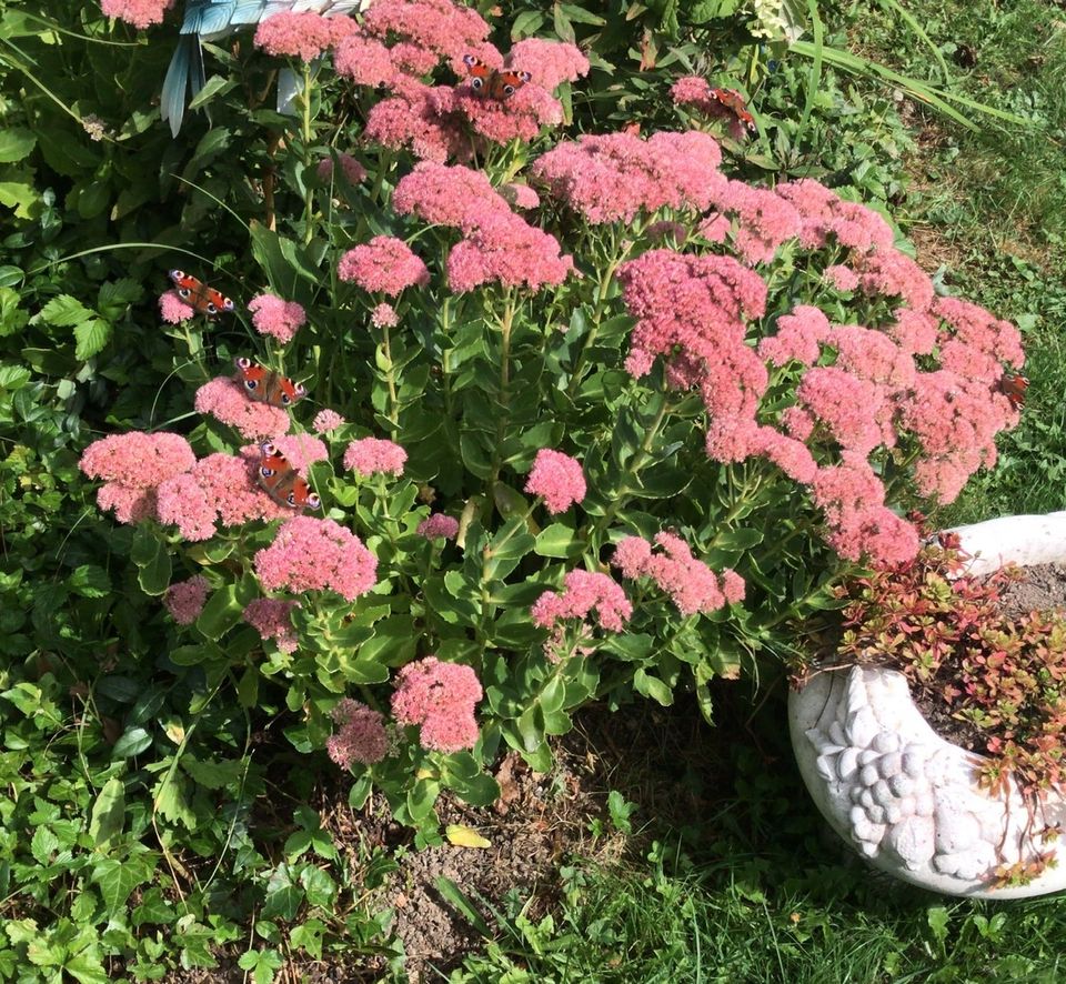 Verschiedene Stauden Pflanzen Beeren Sträucher Winterhart in Fürstenzell