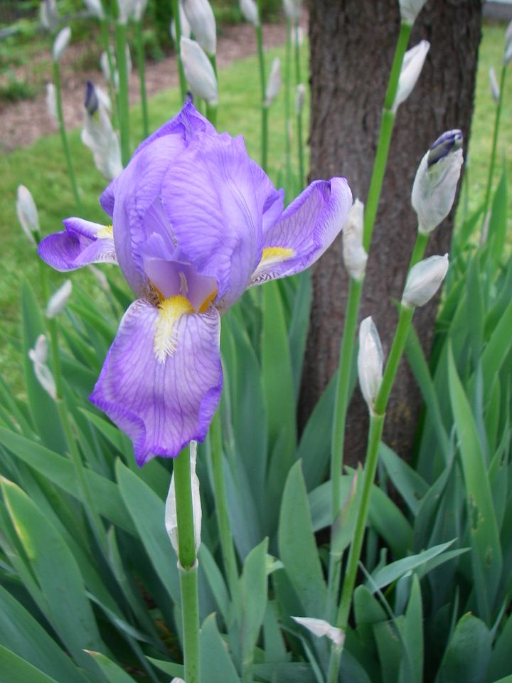 Schwerlilien Lilie Gartenpflanze Garten Pflanze hellblau/violett in Niedernberg