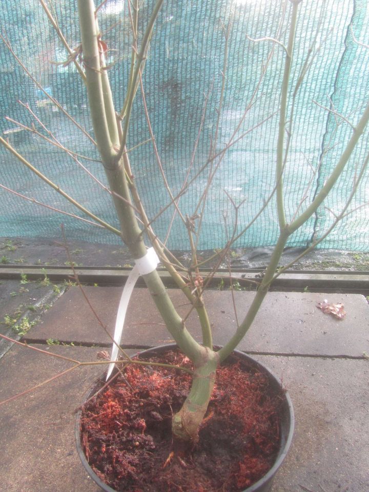 Fächerahorn - Acer palmatum 'Lady's Choice' Bonsai Rohware 2,5 cm in Soltau