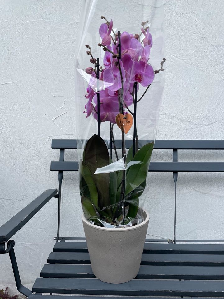 Orchidee, lila mit grauem Übertopf in Stuttgart