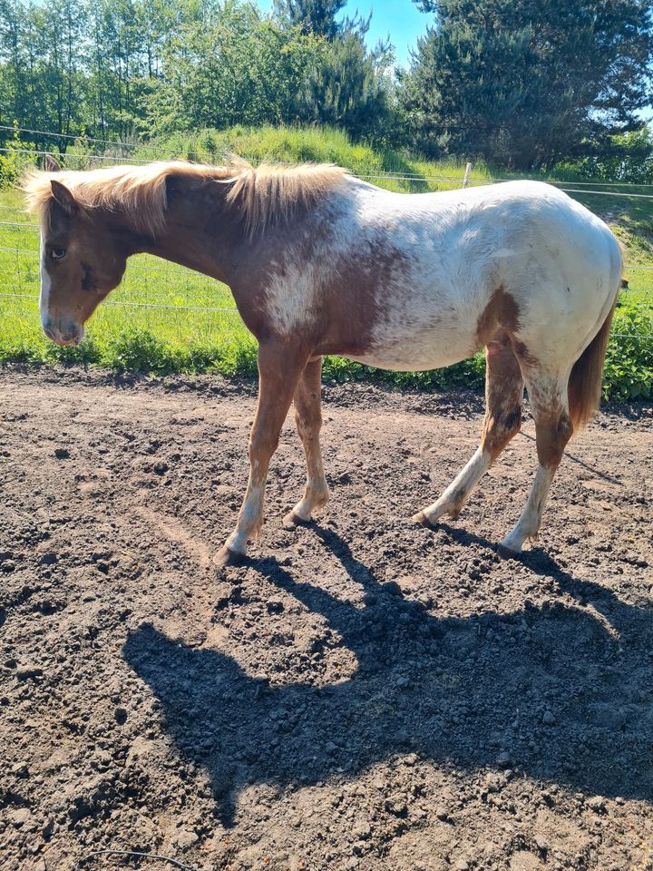 Appaloosa Hengst Fohlen/Jährling/Absetzer ApHC in Borgholzhausen