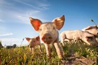 Mitarbeiter in der Schweinehaltung -Sauen und Ferkel Niedersachsen - Wildeshausen Vorschau