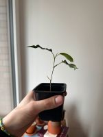 Baby plant Ficus Benjamina Berlin - Neukölln Vorschau