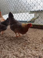 Bruteier/Zwerg Bielefelder Kennhuhn/BDRG Zucht/Zwergbielefelder Hessen - Ehringshausen Vorschau