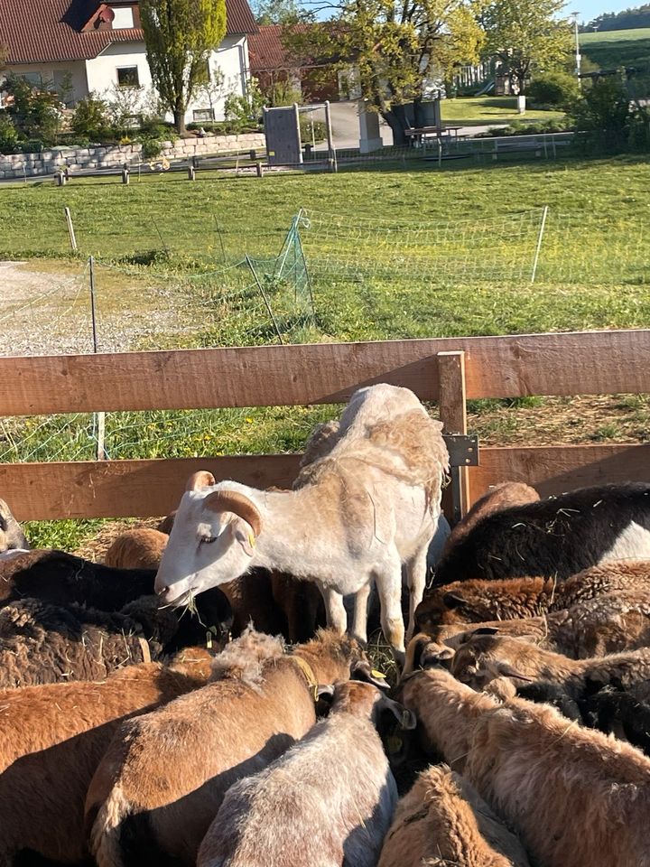 Kamerun Schafbock Schafe in Berngau
