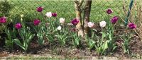 Tulpen zwiebeln Bayern - Friedberg Vorschau