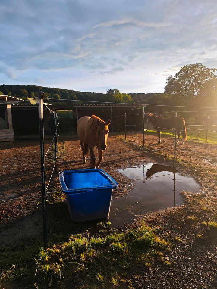 Reitbeteiligung gesucht (Western) (Pferd sucht Reiter) in Nideggen / Düren