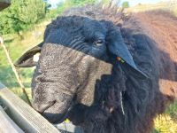 Jungen & zutraulichen Schafbock zu verkaufen (Bergschaf/Texel) Sachsen - Thum Vorschau