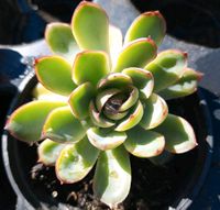 Echeveria  pulidonis Crassulaceae blüht gelb siehe Bild Bayern - Türkenfeld Vorschau