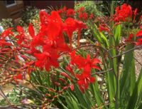 Crocosmia masoniorum - Gladiolen Flensburg - Fruerlund Vorschau