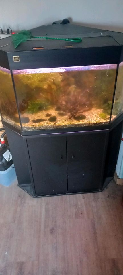 Aquarium komplett mit Fische in Südharz