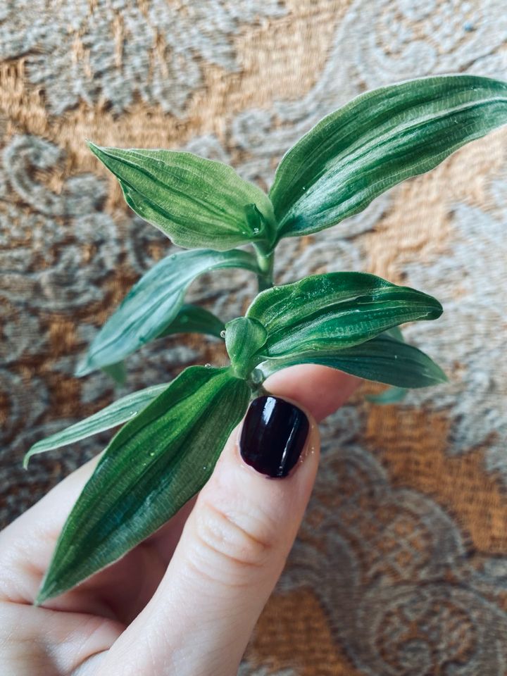 Tradescantia fluminensis albiflora Ableger Stecklinge 2 für 5 € in Berlin