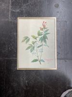Vintage Bild botanic Zimt Zeichnung Niedersachsen - Braunschweig Vorschau