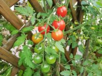 Cherry Rispe - Tomate - 20 Samen - Neu: frischer Samen Sachsen-Anhalt - Bitterfeld Vorschau
