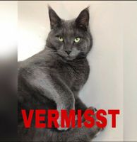 Kater VERMISST...!!!! ...BITTE LESEN!!!...RAUM ZWICKAU/Reinsdorf Sachsen - Reinsdorf Vorschau